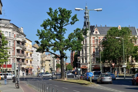 Kaisereiche