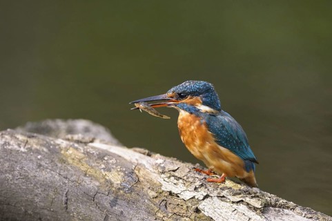 Common Kingfisher