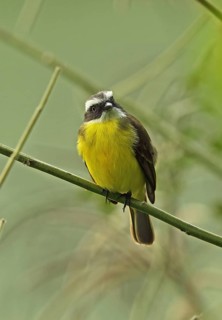 Social Flycatcher