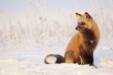 American red fox