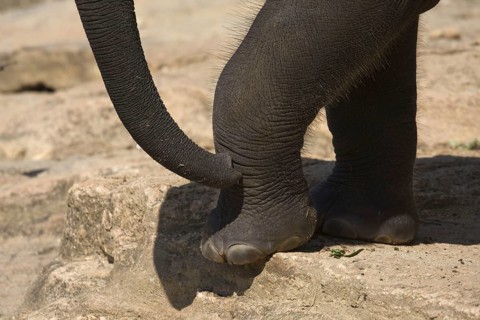 Asian elephant