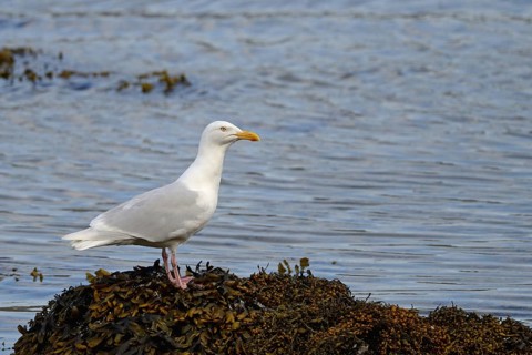 Glaucous Gull