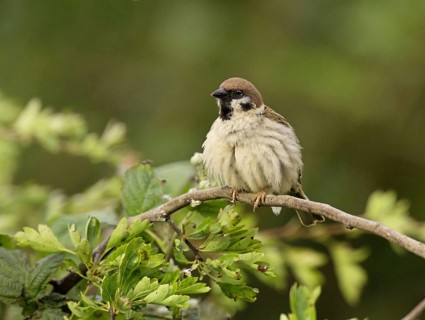 Eurasian tree sparrow