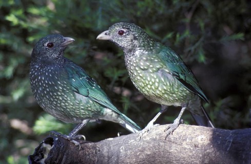 Green Catbird