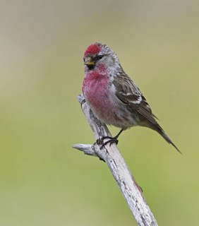 Common Redpoll