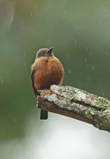 Cliff Flycatcher