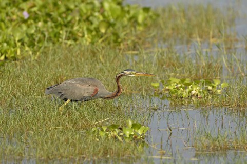 Purple Heron