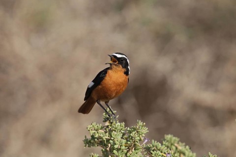 Moussier's Redstart