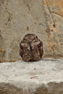 Grey Nightjar