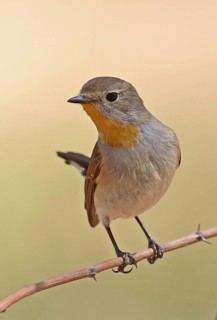 Taiga Flycatcher