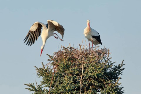 Maennlicher Weissstorch fliegt fuer die Suche nach Nestmaterial aus der Baumkrone