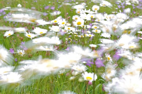 Blur experiment on a flowering meadow in summer