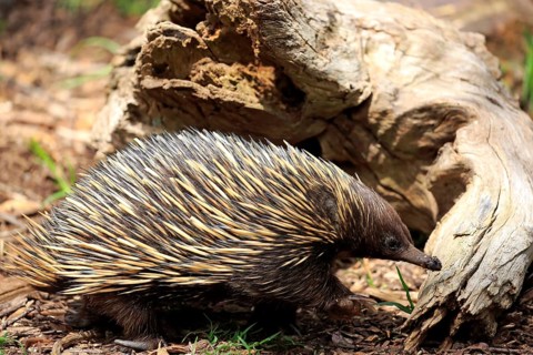 Short-beaked Echidna