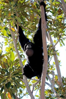 Siamang
