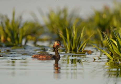 Black-necked Grebe