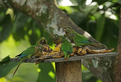 Flock of chestnut-bellied parakeets