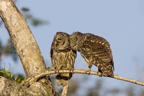 Barred Owl