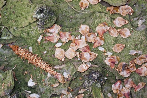 Eurasian Red Squirrel
