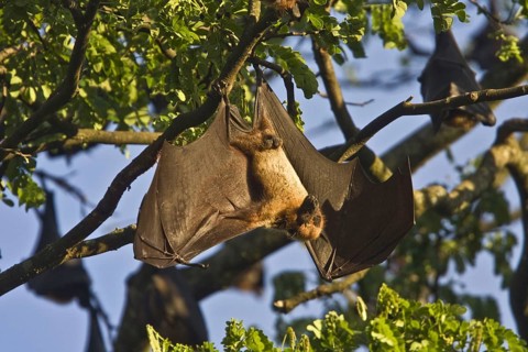 Indian giant flying fox