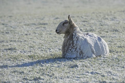 Domestic sheep