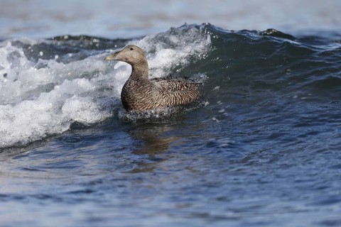 Common Eider