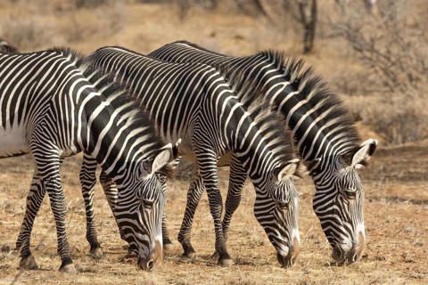 Grevy's grevy's zebra