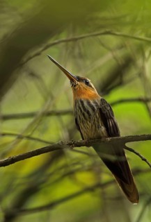 Saw-billed Hummingbird
