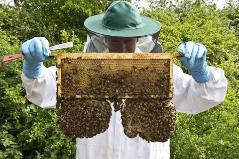 Western honey bee