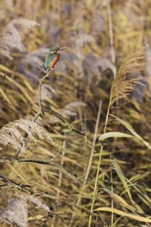 Common Kingfisher