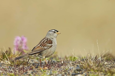 White-Crowned white-crowned sparrow
