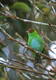 Red-winged Tanager