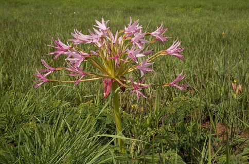 Natal Candelabra Flower