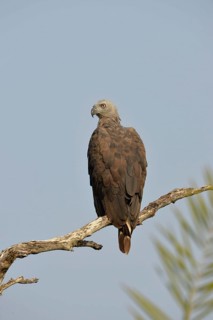 Grey-headed fish-eagle