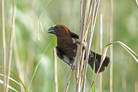 Thick-billed Weaver