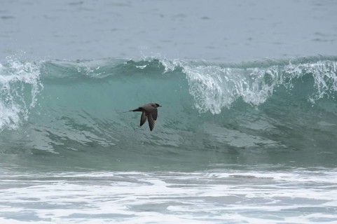 Arctic Skua