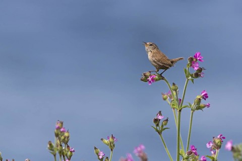 Eurasian eurasian wren
