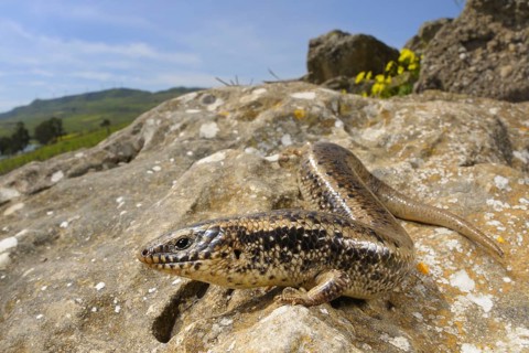 Ocellated skink