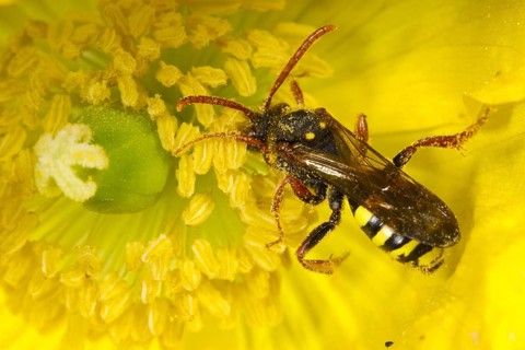Adult female of a marsham's nomad bee