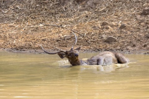 Sambar deer