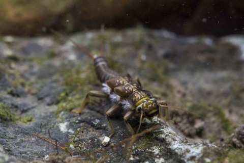 Plecoptera
