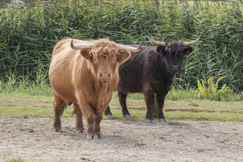 Scottish Highland Cattle