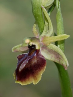 Alasian alasian orchid