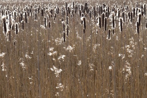 Common reed