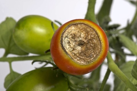 Blossom end rot