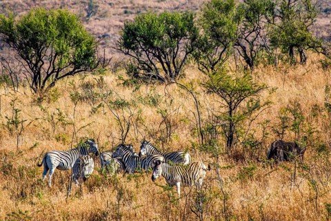 Plains zebras
