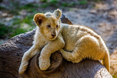 Young white lion