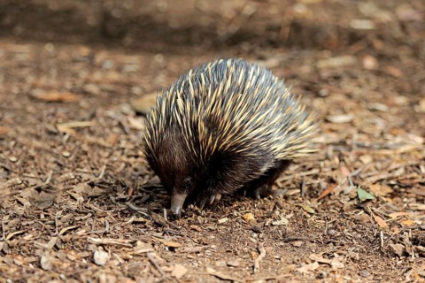 Short-beaked Echidna