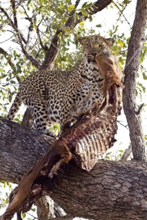 Pardus leopard niche leopards