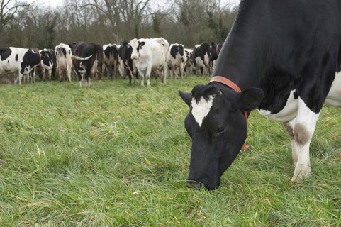 Domestic cattle
