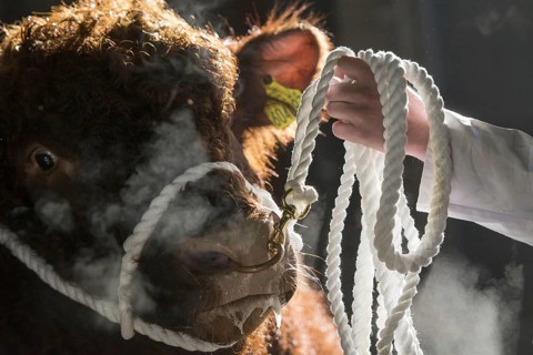 Domestic cattle